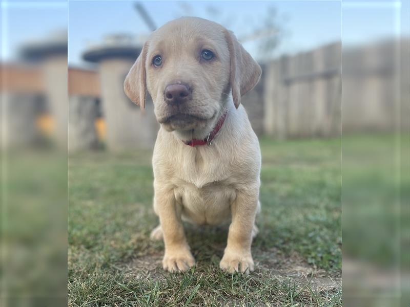 Abgabebereit - blonde reinrassige Labradorhündin 8 Wochen