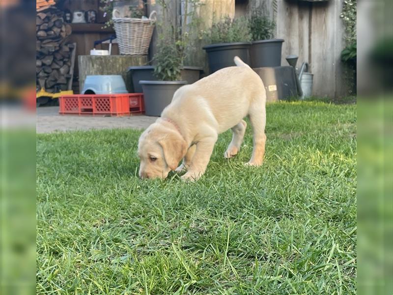 Abgabebereit - blonde reinrassige Labradorhündin 8 Wochen