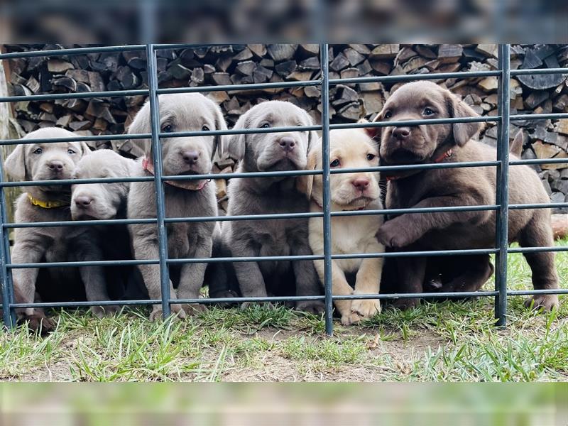 Abgabebereit - blonde reinrassige Labradorhündin 8 Wochen