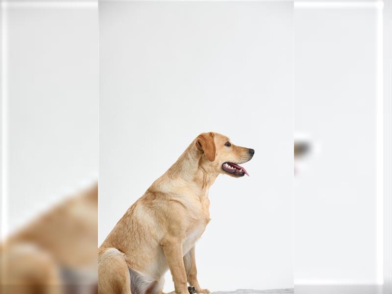 Liebevoll zu Hause aufgezogen: Labrador sucht neues Zuhause!