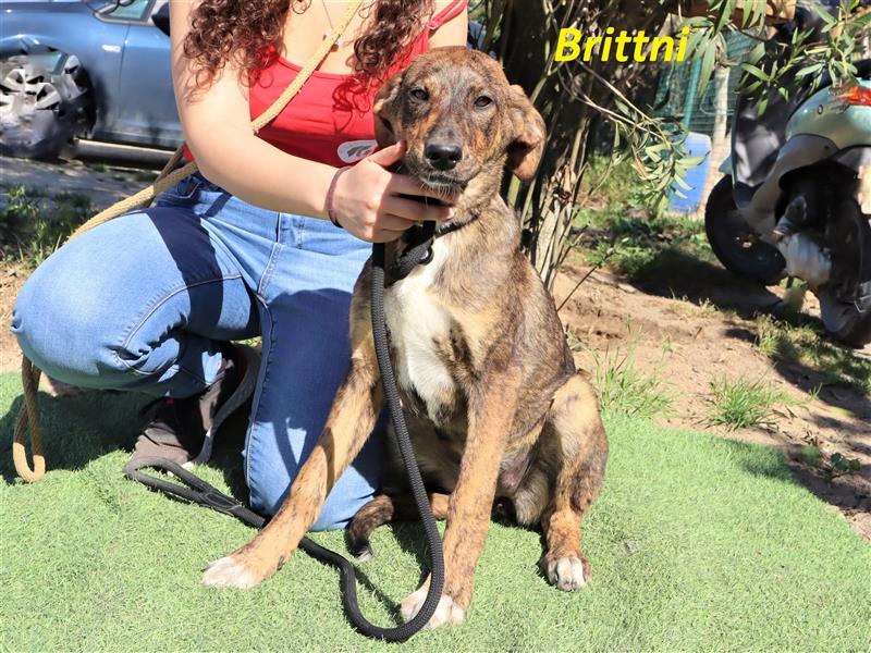 Brittni, Mix Labrador / Rafeiro Alentejano, lieb und verträglich