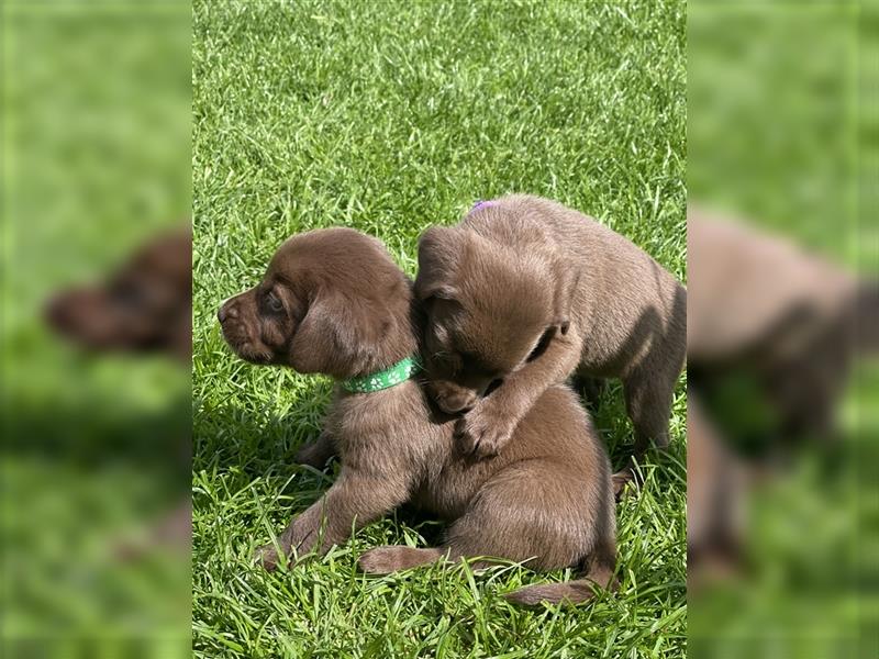 Süße reinrassige Labrador Welpen in schokobraun