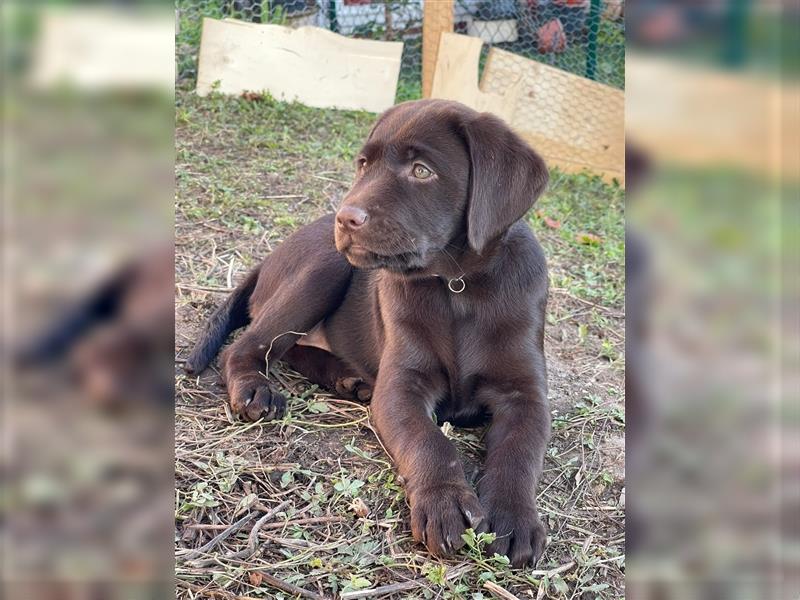 Labrador Welpen