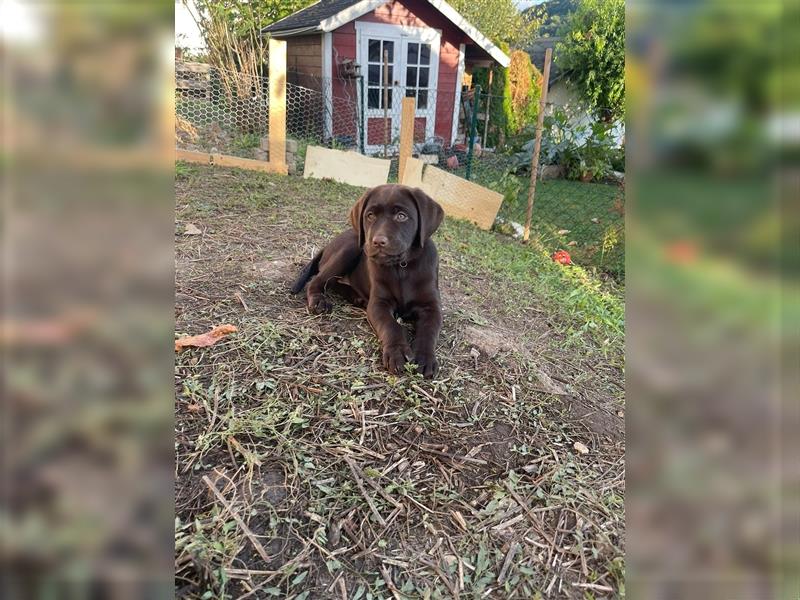 Labrador Welpen