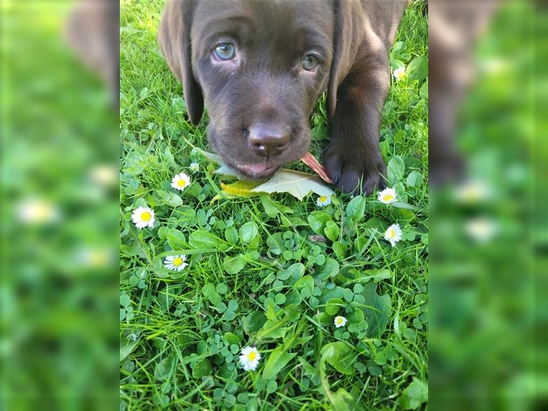 Labrador Welpen reinrassig