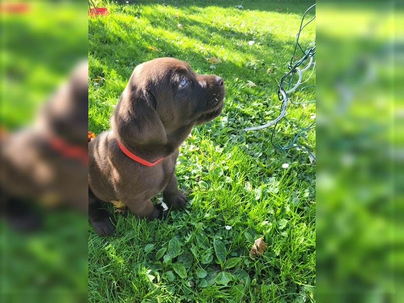 Labrador Welpen reinrassig