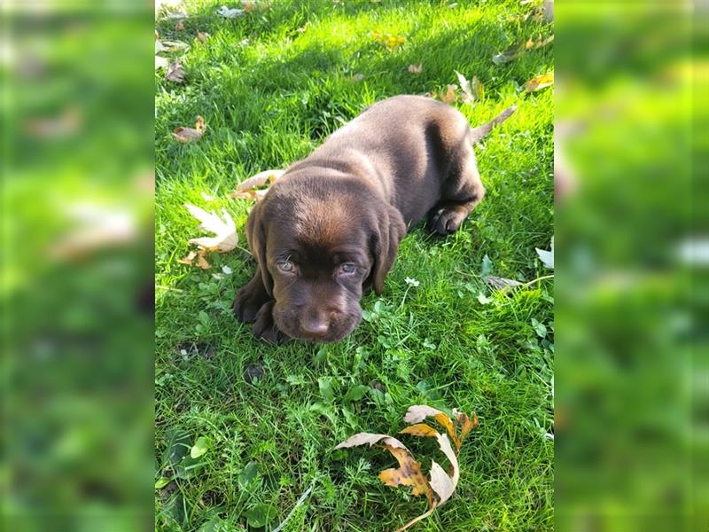 Labrador Welpen reinrassig