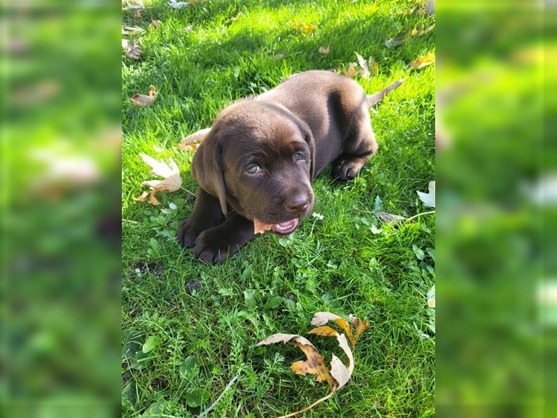 Labrador Welpen reinrassig