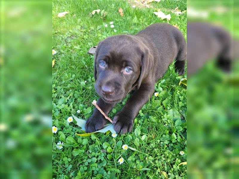 Labrador Welpen reinrassig