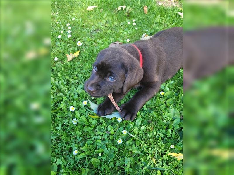 Labrador Welpen reinrassig