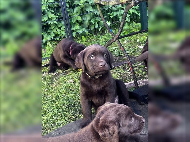 Labrador Welpen braun  1 neugieriges Mädchen und 2 zauberhafte Buben