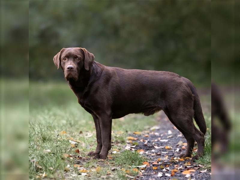 Labrador Welpen - suchen ihr 5-Sterne Zuhause