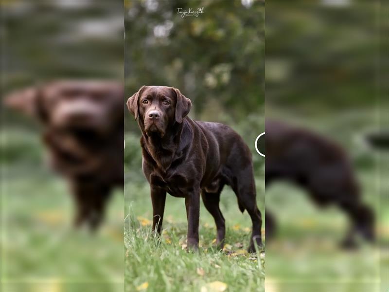 Labrador Welpen - suchen ihr 5-Sterne Zuhause