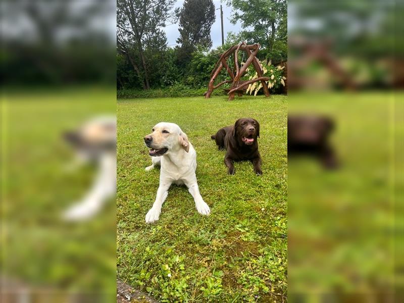 Labrador Welpen - suchen ihr 5-Sterne Zuhause