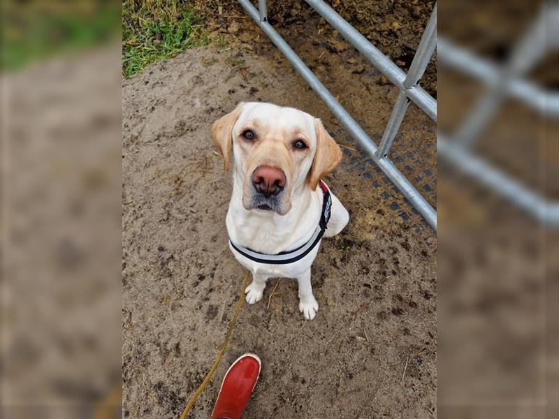 Labrador Welpen - suchen ihr 5-Sterne Zuhause