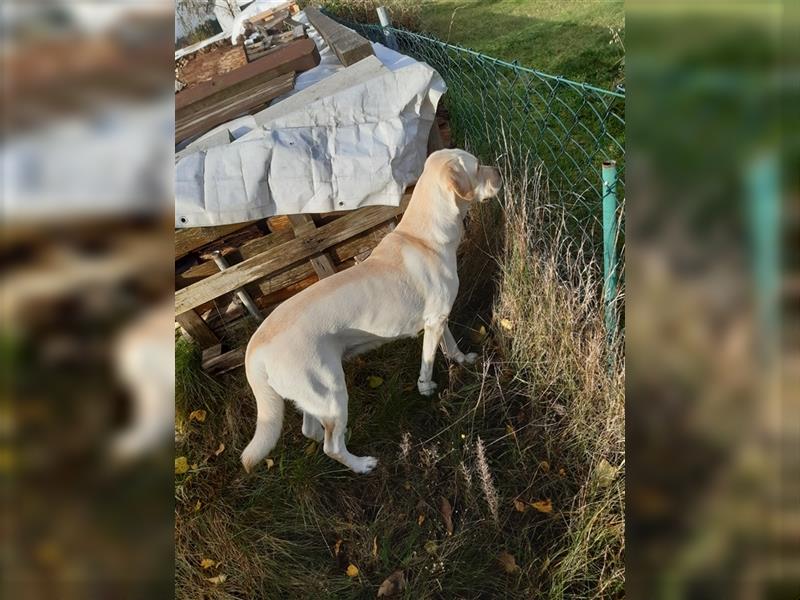 Labrador Welpen - suchen ihr 5-Sterne Zuhause