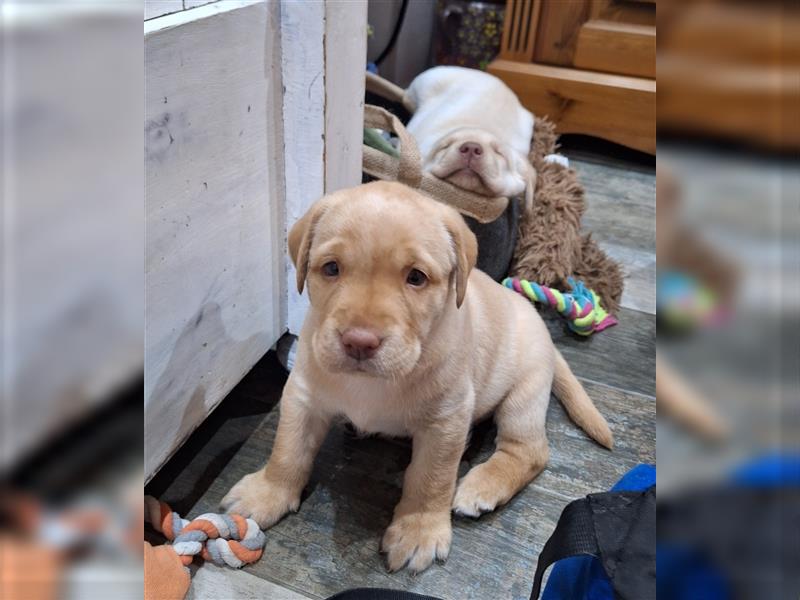 Labradorwelpen ( Hündinnen) aus Familenaufzucht ab 20. Oktober in liebevolle Hände