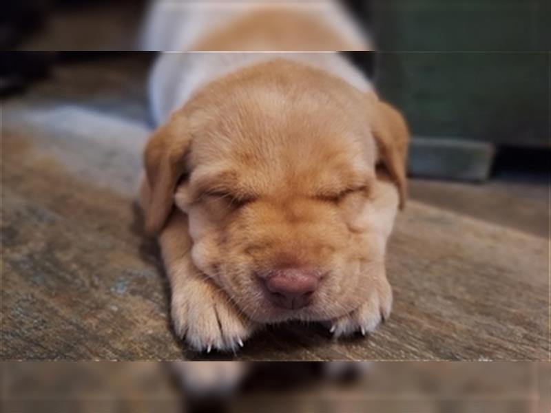 Labradorwelpen ( Hündinnen) aus Familenaufzucht ab 20. Oktober in liebevolle Hände