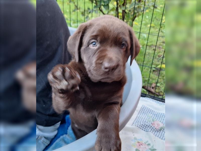 Labradorwelpen ( Hündinnen) aus Familenaufzucht ab 20. Oktober in liebevolle Hände