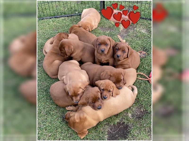 Labrador Welpen in der Farbe Dark Foxred und Foxred