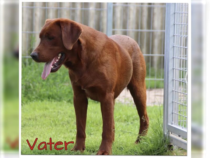 Labrador Welpen in der Farbe Dark Foxred und Foxred