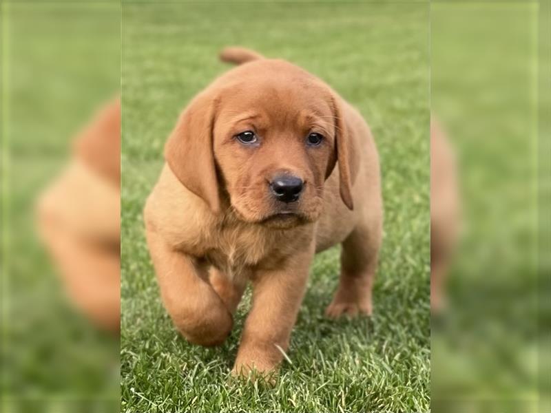 Labrador Welpen in der Farbe Dark Foxred und Foxred