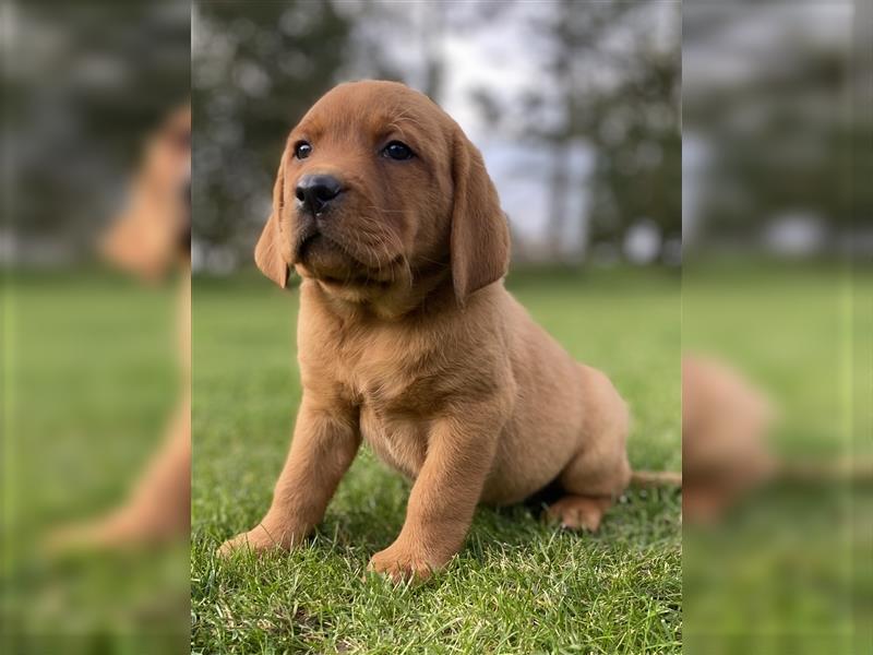 Labrador Welpen in der Farbe Dark Foxred und Foxred