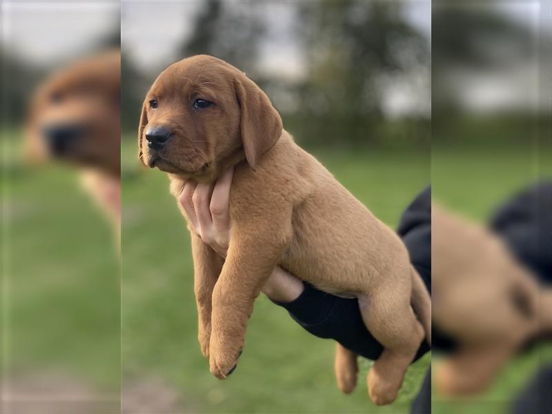 Labrador Welpen in der Farbe Dark Foxred und Foxred