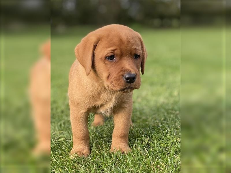 Labrador Welpen in der Farbe Dark Foxred und Foxred