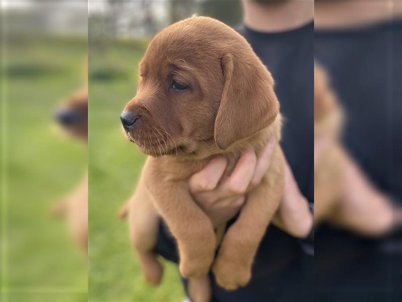 Labrador Welpen in der Farbe Dark Foxred und Foxred