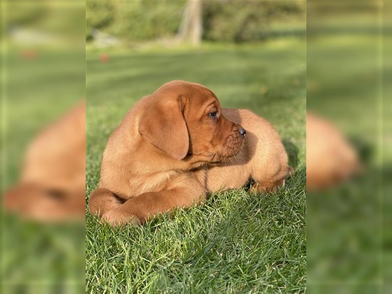 Labrador Welpen in der Farbe Dark Foxred und Foxred