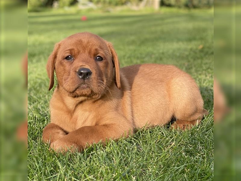 Labrador Welpen in der Farbe Dark Foxred und Foxred