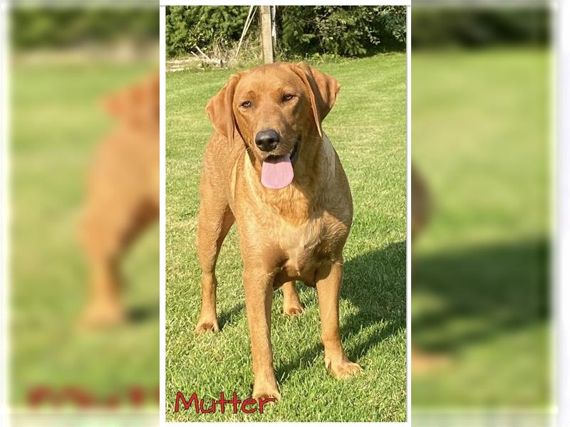 Labrador Welpen in der Farbe Dark Foxred und Foxred