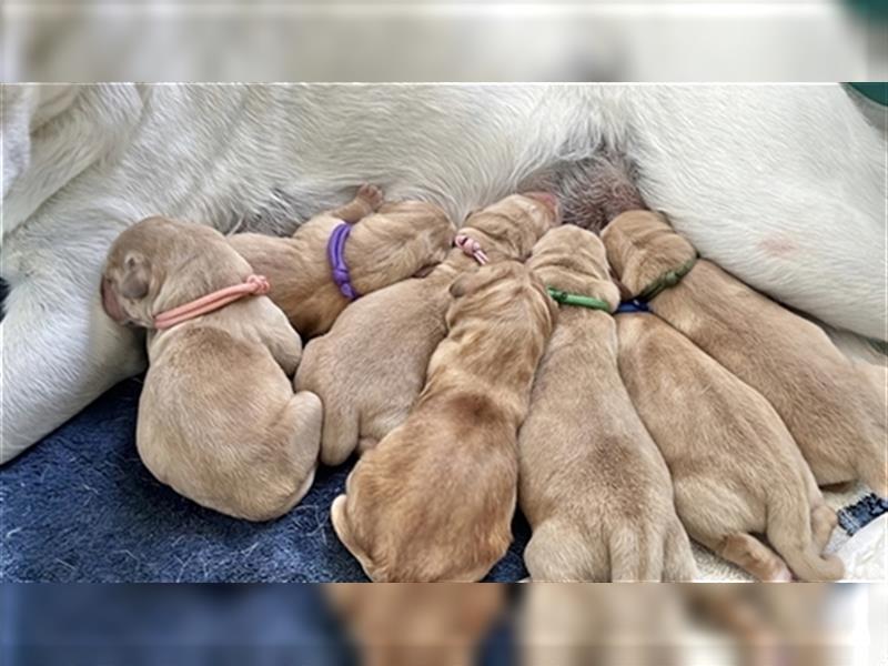 Labradorwelpen mit Ahnentafel honigfarben gelb