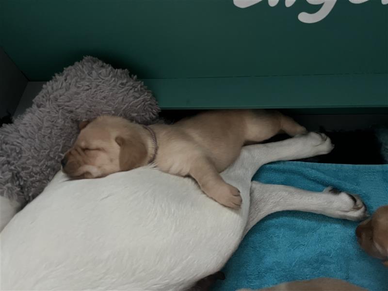 Labradorwelpen mit Ahnentafel honigfarben gelb