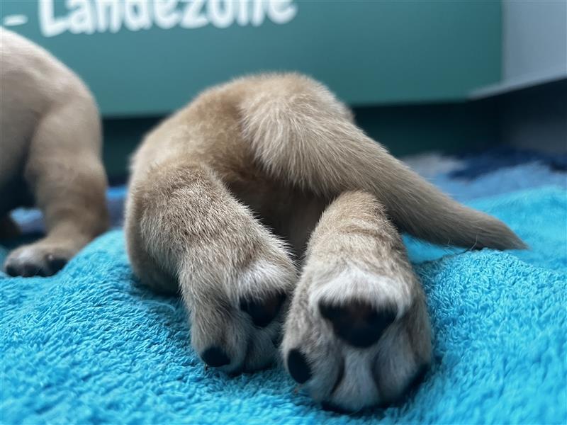 Labradorwelpen mit Ahnentafel honigfarben gelb