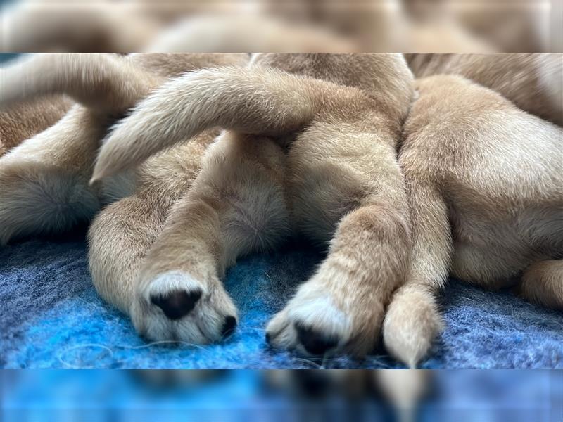 Labradorwelpen mit Ahnentafel honigfarben gelb