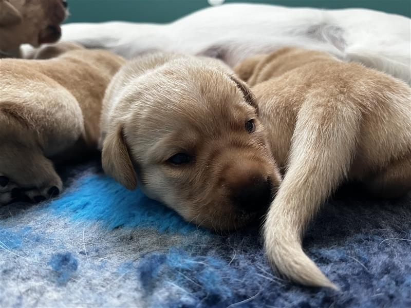 Labradorwelpen mit Ahnentafel honigfarben gelb