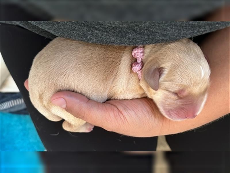 Labradorwelpen mit Ahnentafel honigfarben gelb