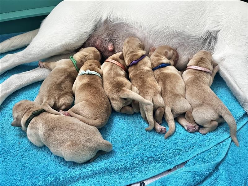 Labradorwelpen mit Ahnentafel honigfarben gelb