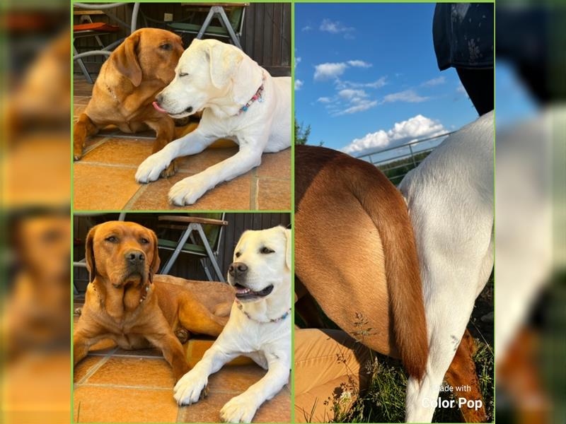 Labradorwelpen mit Ahnentafel honigfarben gelb