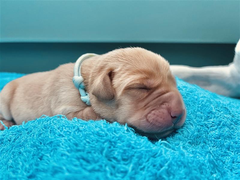 Labradorwelpen mit Ahnentafel honigfarben gelb