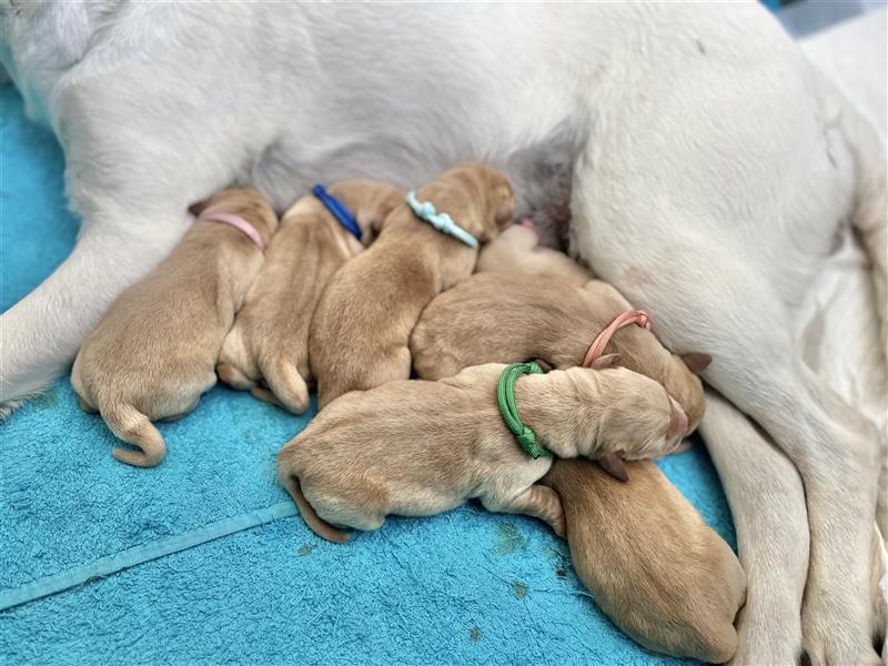 Gelbe Labrador Retriever Welpen Honigtöpfe