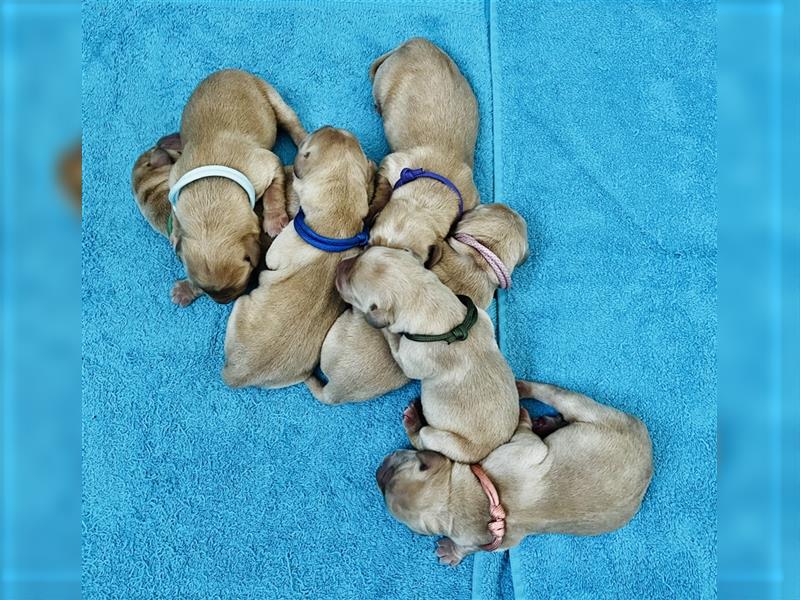 Gelbe Labrador Retriever Welpen Honigtöpfe