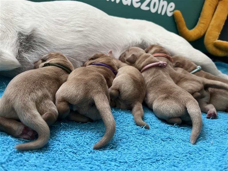 Gelbe Labrador Retriever Welpen Honigtöpfe