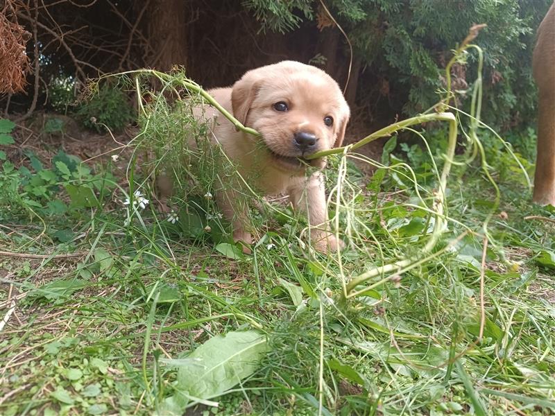 Labrador Welpen