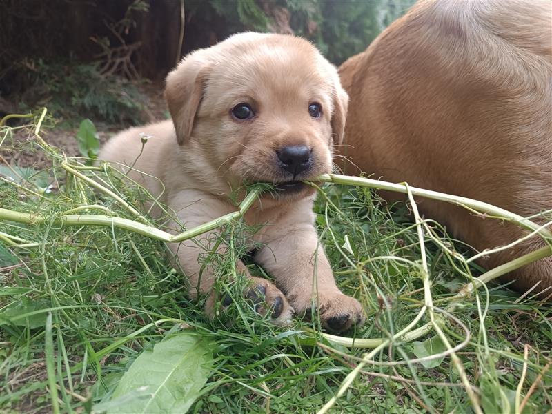 Labrador Welpen