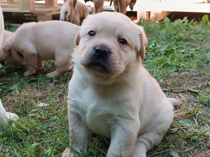 Labrador Welpen