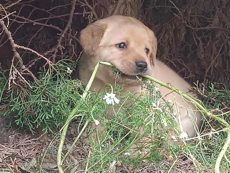 Labrador Welpen