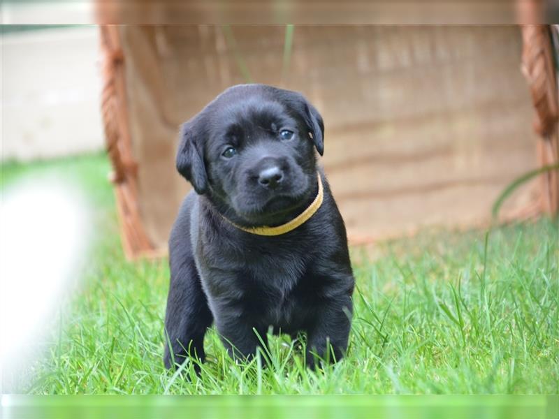 Reinrassige Labradorwelpen (Arbeitslinie)drei schwarze Mädels suchen ein schöne Zuhause